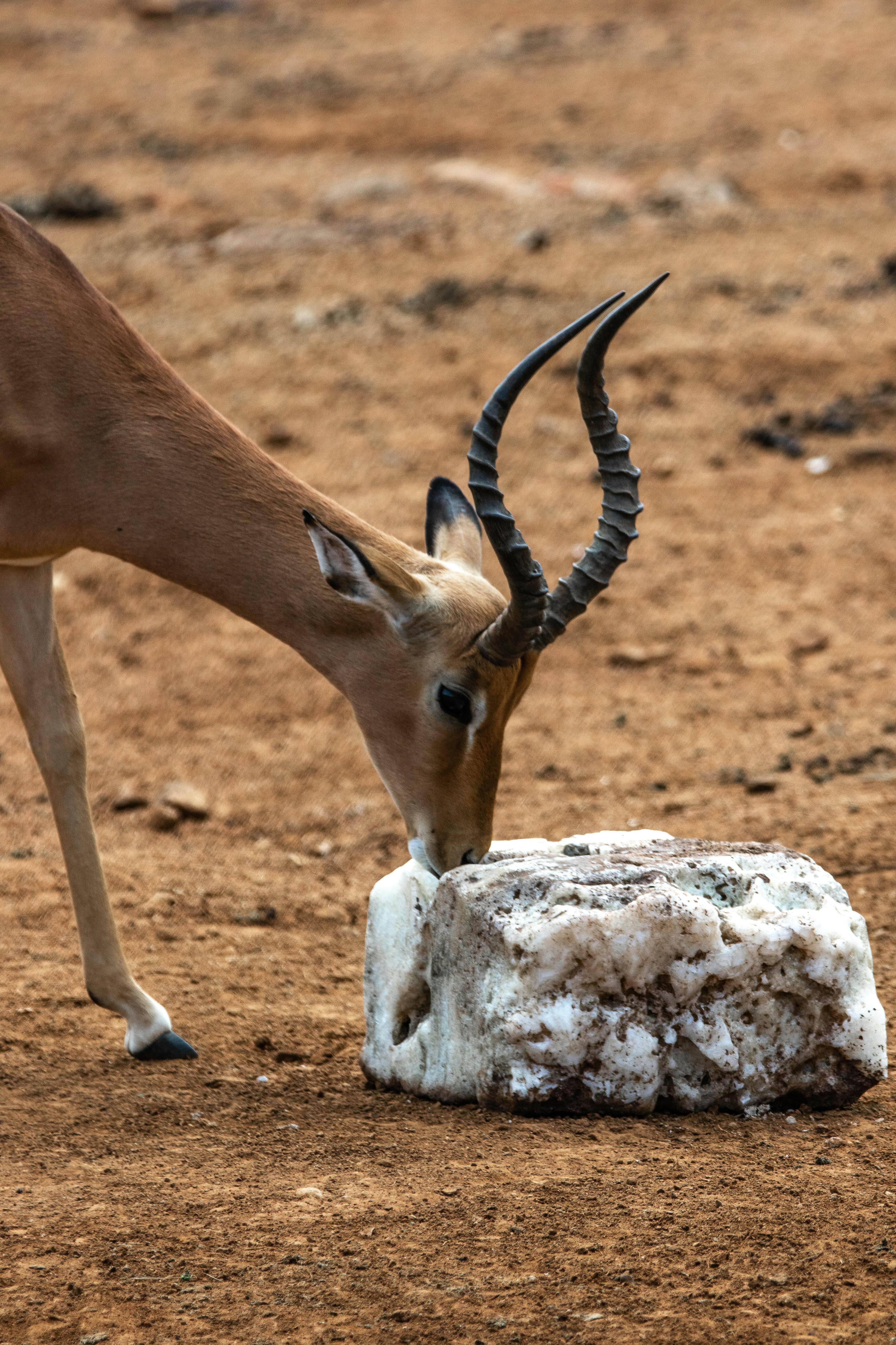 Impala on salt lick