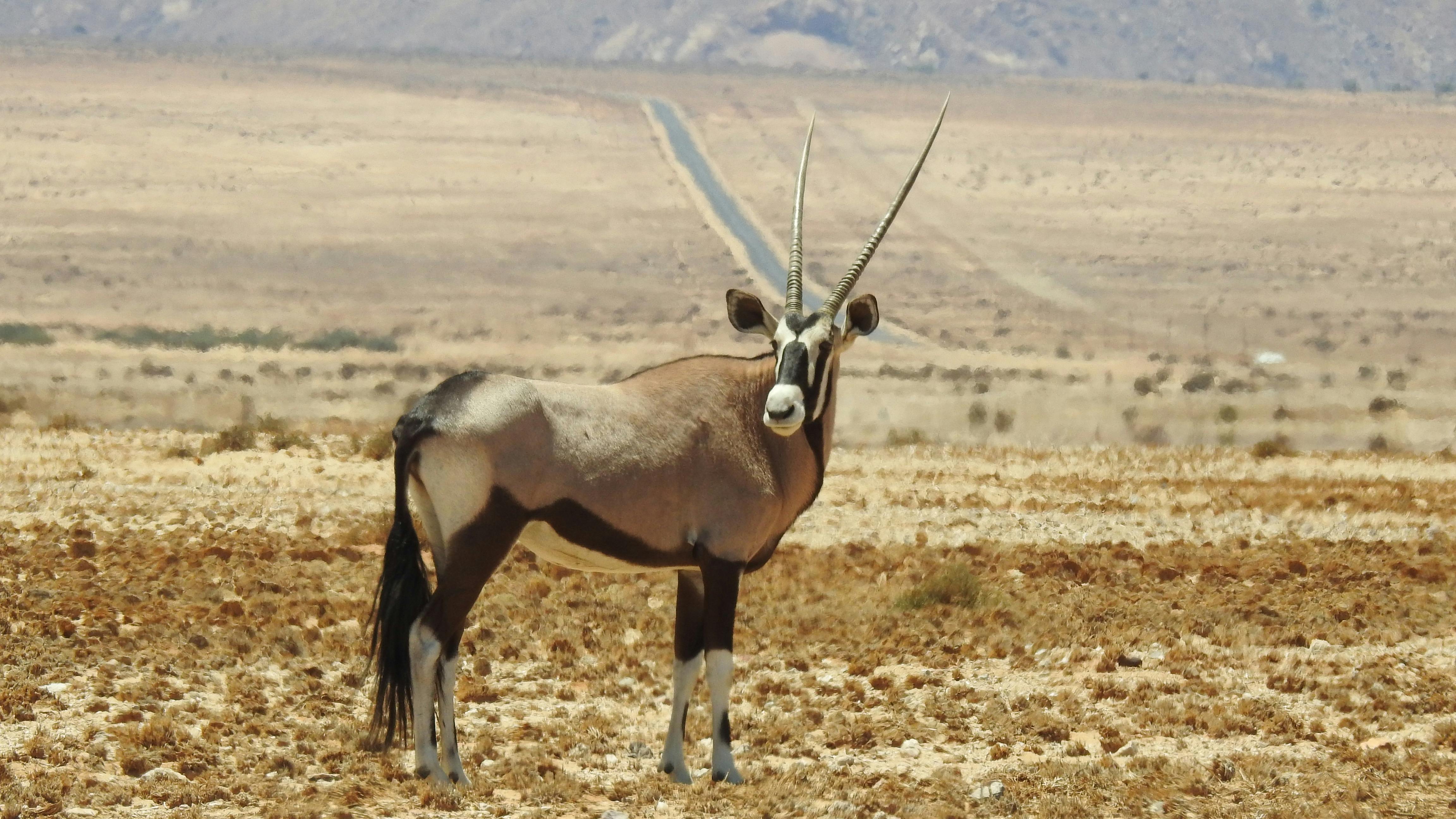 Oryx Namibia